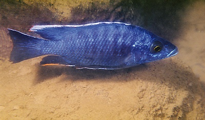 Otopharynx cf. lithobates 'Maleri Island'